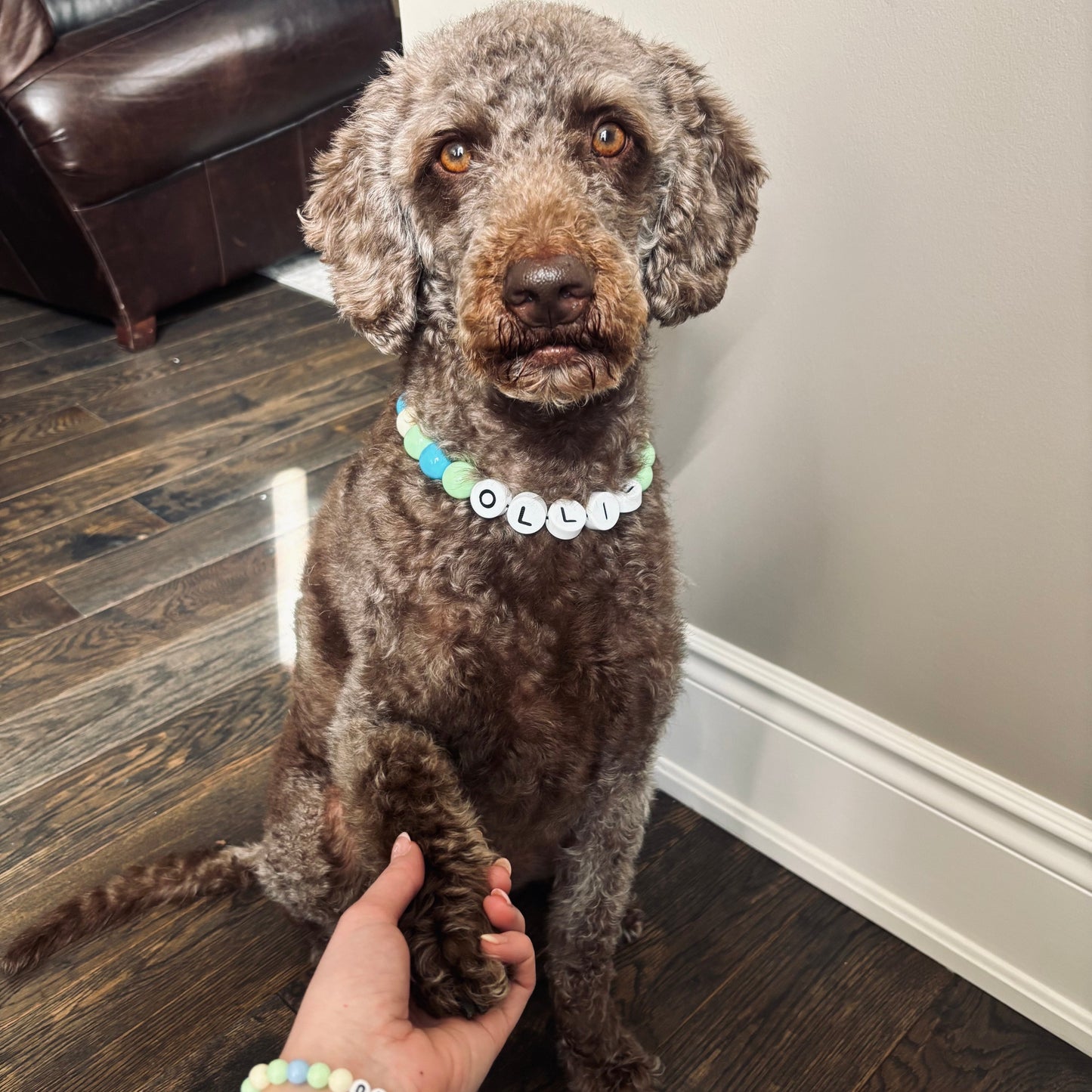 Furiend™ BFF Dog Collar + Free Matching Bracelet